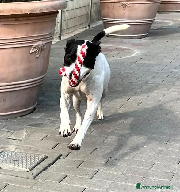 Meticcio cani in regalo: BLACK GENTILCANE - Annuncio 2