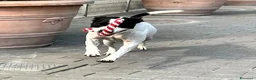 Meticcio cani in regalo: BLACK GENTILCANE - Annuncio 1