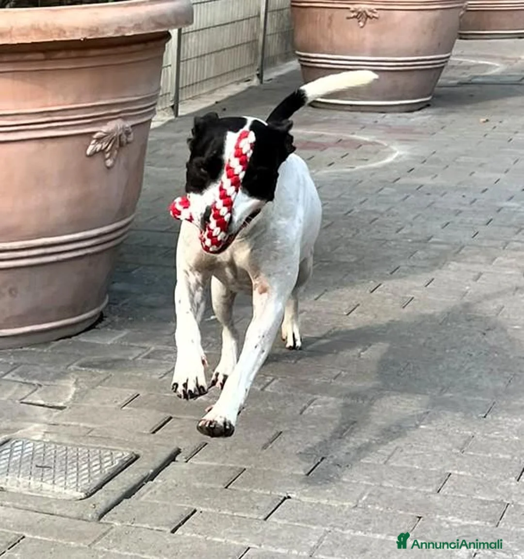 Meticcio cani in regalo: BLACK GENTILCANE - Annuncio 1
