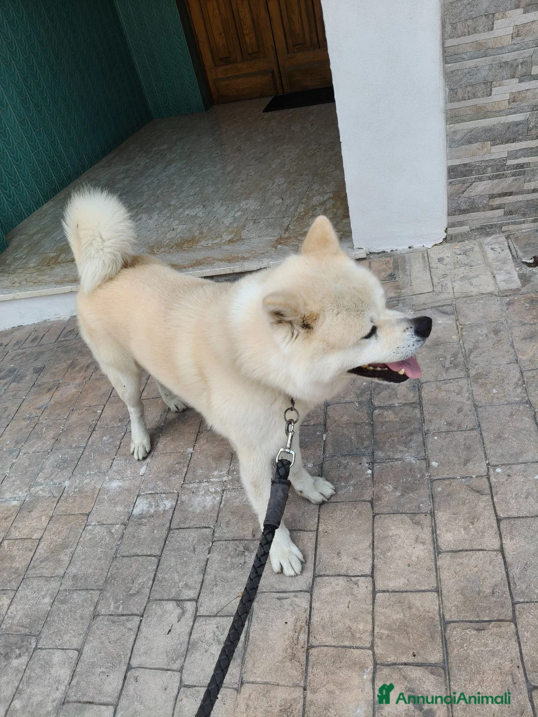 Akita Inu cani in regalo: Regalo Akita Inu - Annuncio 12
