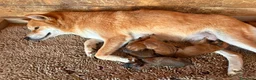 Shiba Inu cani in vendita: Shiba Inu cuccioli con Pedigree - Annuncio 1