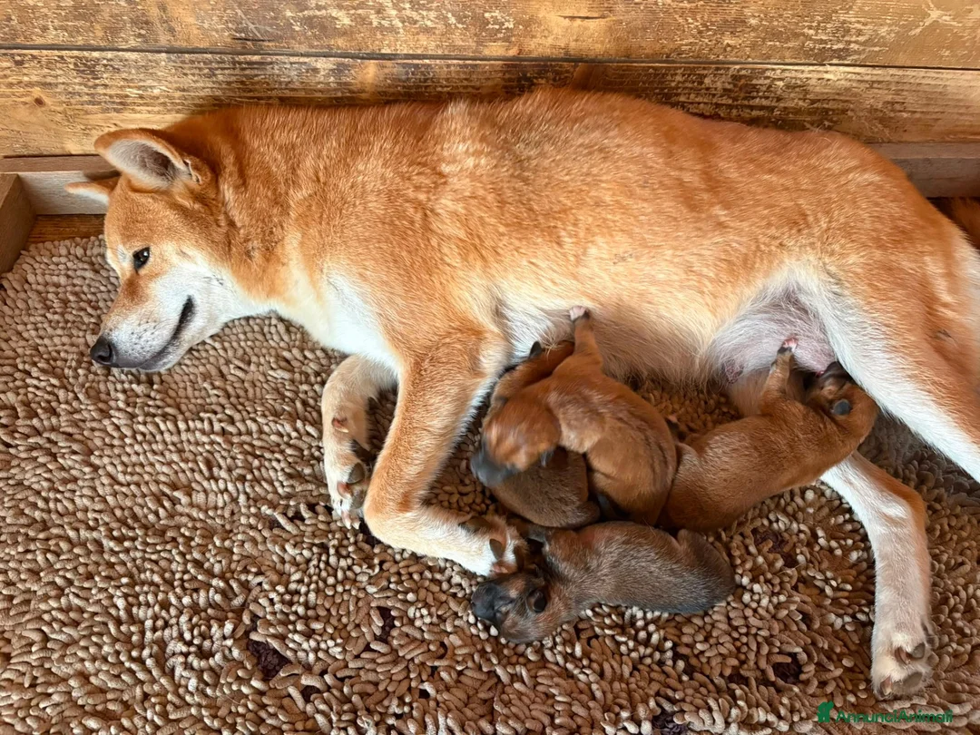 Shiba Inu cani in vendita: Shiba Inu cuccioli con Pedigree - Annuncio 1