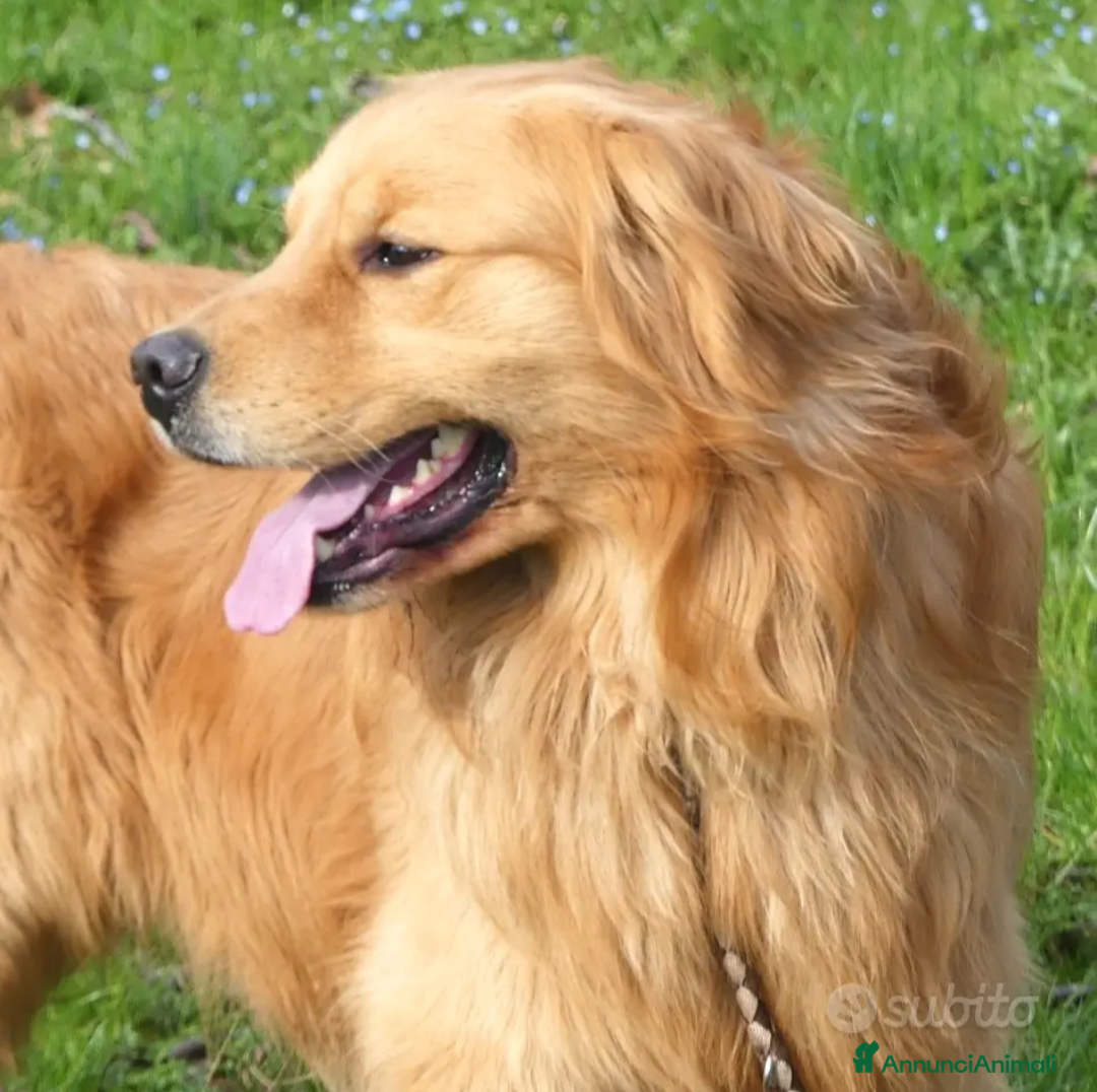 Golden Retriever cani in vendita: Golden retriever cuccioli  - Annuncio 2