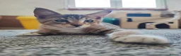 Altre razze gatti in vendita: Dolcissimi gattini cercano una famiglia amorevole - Annuncio 7