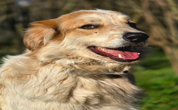 Meticcio cani a Città metropolitana di Roma Capitale - Annuncio 5