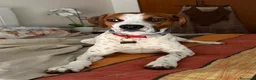 Beagle cani per accoppiamento: Accoppiamento  - Annuncio 3