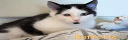 Europeo gatti in regalo: BAFFETTO GATTINO PELO SEMILUNGO - Annuncio 2
