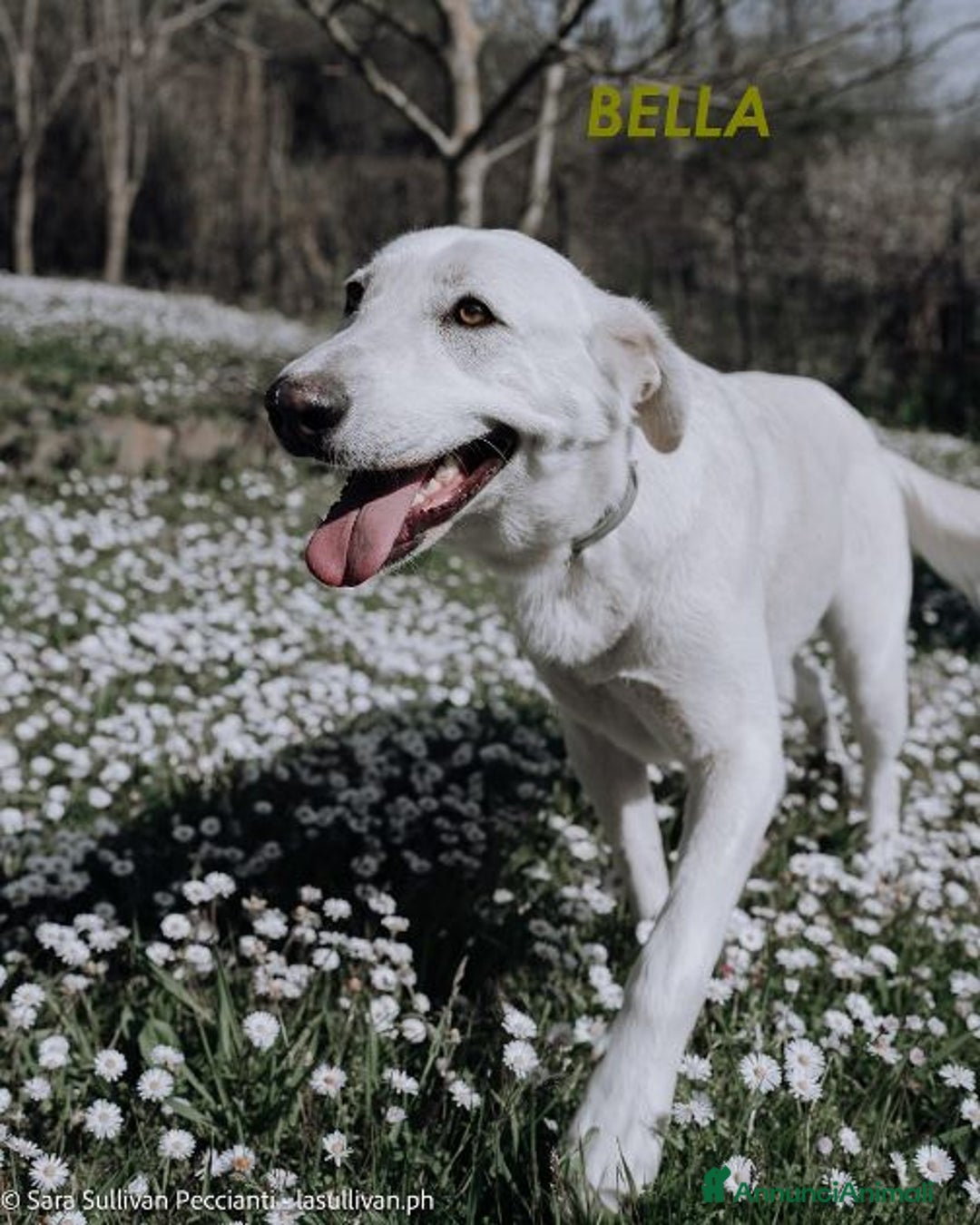 Meticcio cani in regalo: BELLA 2anni buona festosa tg media a Città Metropolitana di Firenze - Immagine 1