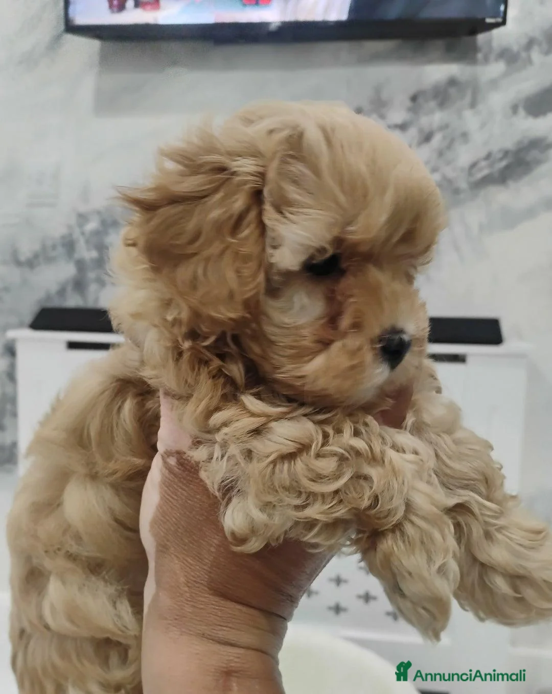 Meticcio cani in vendita: Cucciolata di 4 maschietti di Maltipoo - Annuncio 18