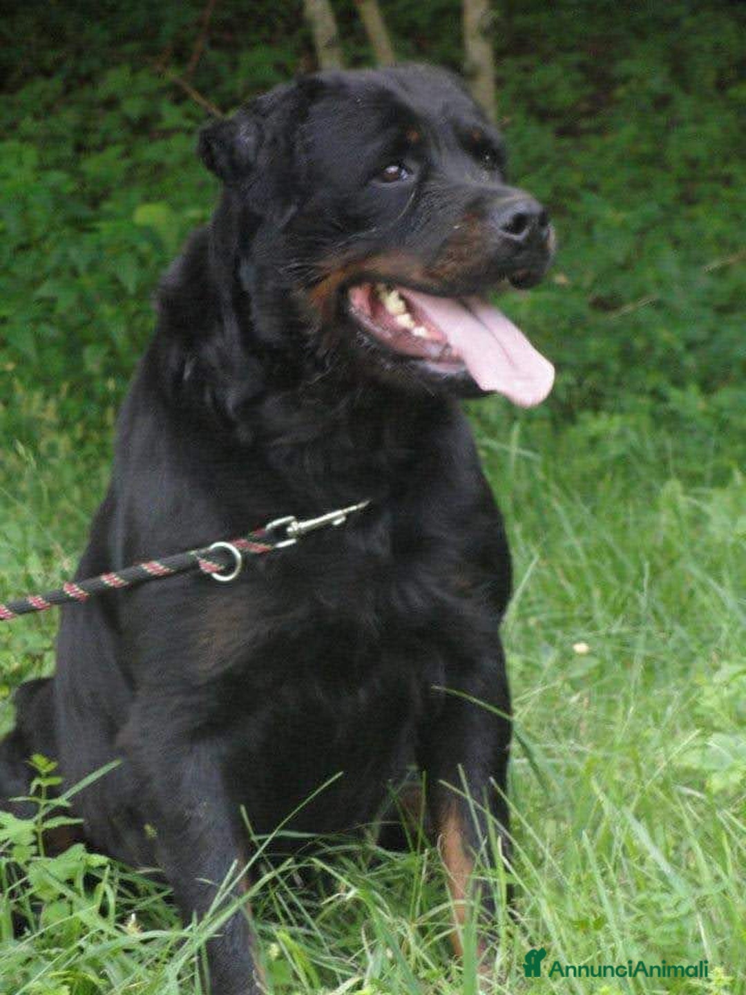 Immagine della galleria {{count}}