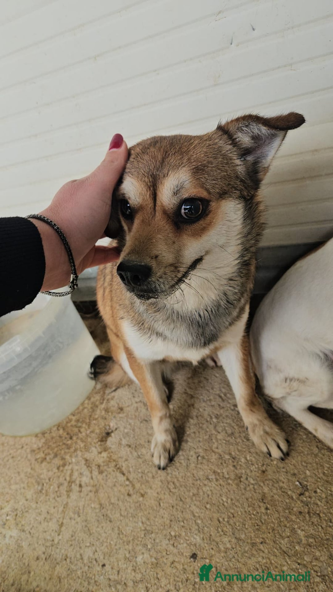 Meticcio cani in regalo: Jenna: taglia piccola super dolce  - Annuncio 2