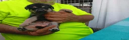 Meticcio cani in regalo: Cuccioli mix Pastore Tedesco, neanche 2 mesi  - Annuncio 12