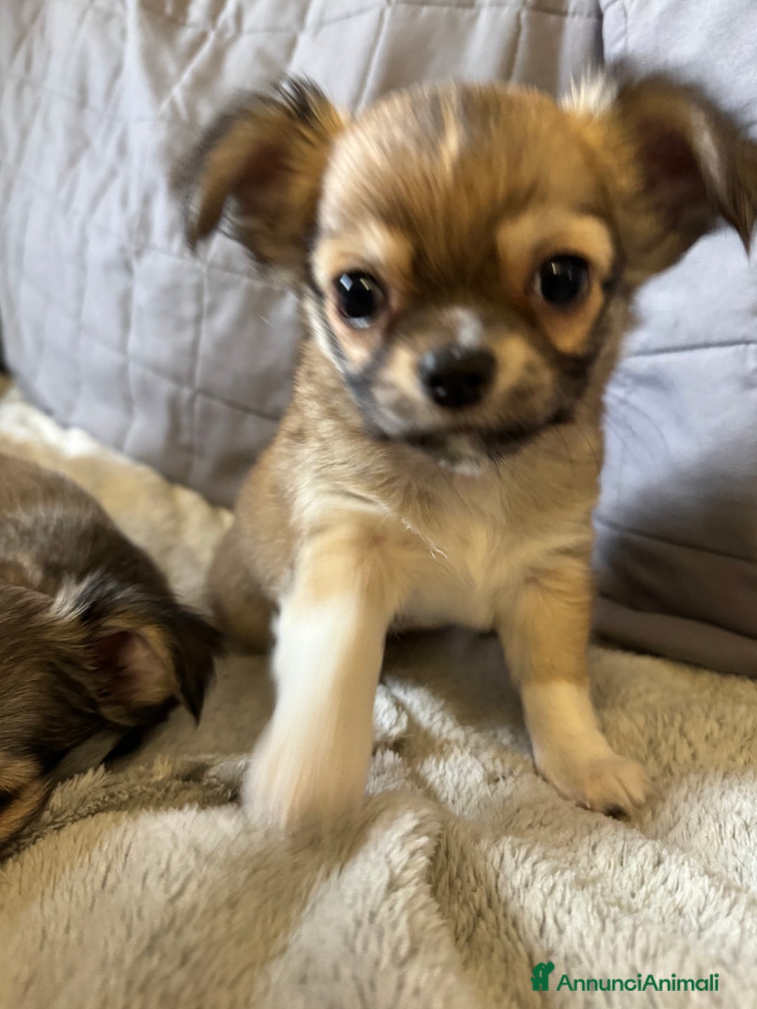 Chihuahua cani in vendita: Chihuahua pelo lungo  - Annuncio 2