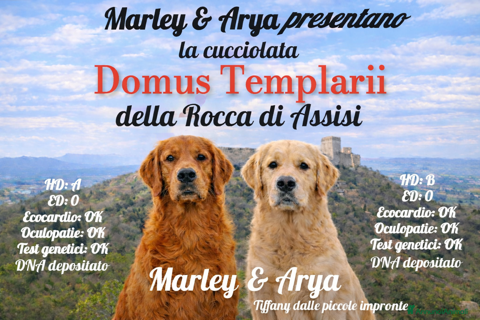 Golden Retriever cani Ultime 2 cucciole Golden Retriever pronta consegna - Annuncio 1