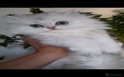 British gatti in vendita: Cucciolo British longhair con pedigree  a Città metropolitana di Milano - Immagine 3
