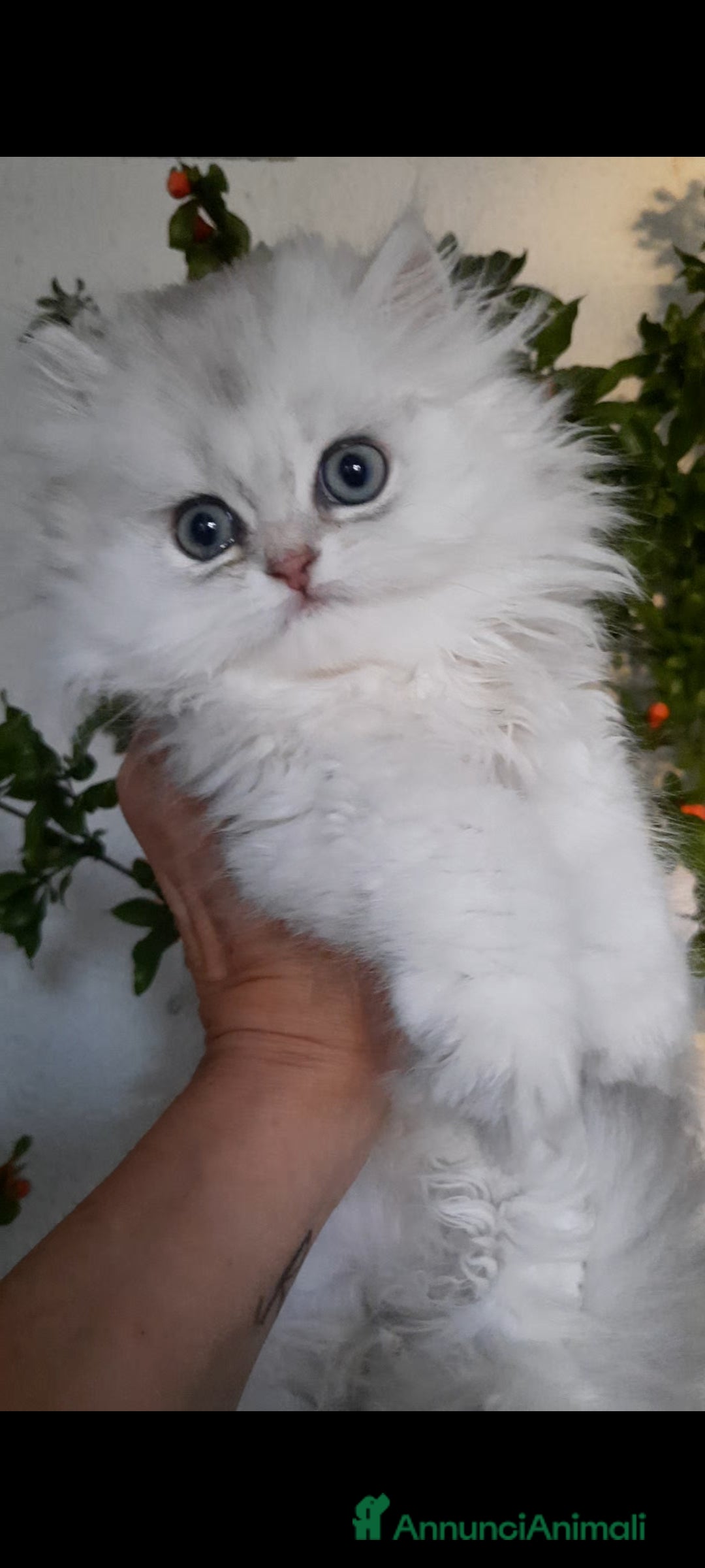 British gatti in vendita: Cucciolo British longhair con pedigree  a Città metropolitana di Milano - Immagine 3