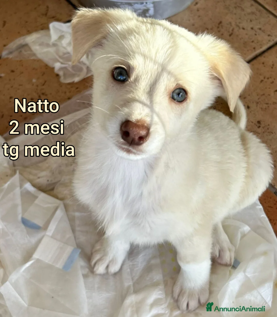 Meticcio cani in regalo: CUCCIOLI ABBANDONATI: EMERGENZA  - Annuncio 2