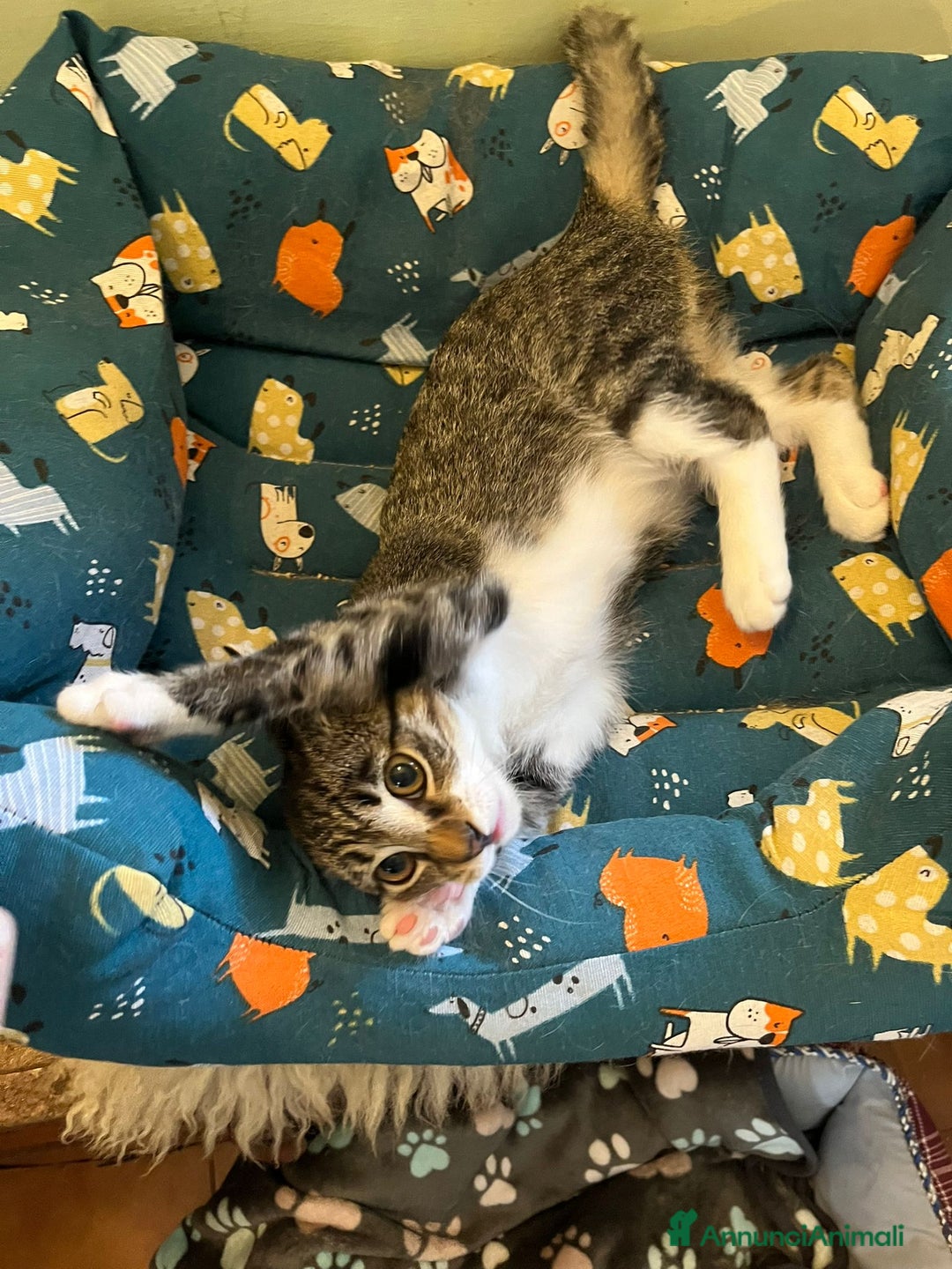 Europeo gatti in regalo: Gattino maschio di 4 mesi - Annuncio 8