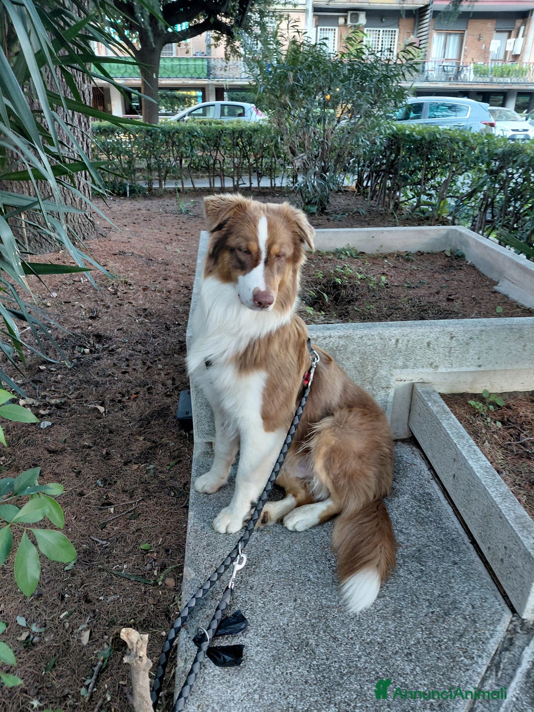 Australian Shepherd cani per accoppiamento: Pastore australiano  - Annuncio 24
