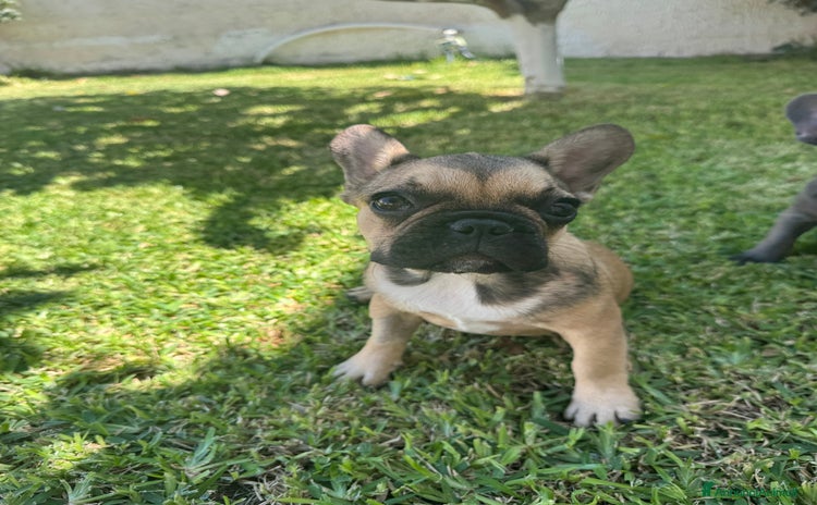 Bulldog Francese cani a Città metropolitana di Milano - Annuncio 9