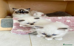 Ragdoll gatti in vendita: Cucciolo ragdoll seal bicolor e seal mitted a Provincia di Forlì-Cesena - Immagine 5