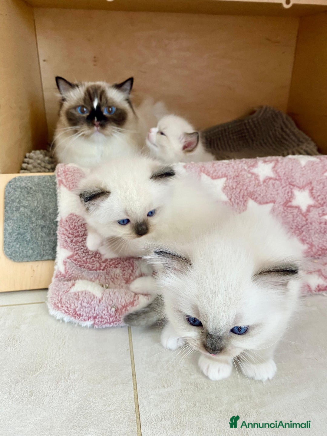 Ragdoll gatti in vendita: Cucciolo ragdoll seal bicolor e seal mitted a Provincia di Forlì-Cesena - Immagine 5
