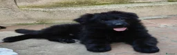 Pastore Tedesco cani in vendita: Pastore Tedesco Pelo Lungo - Annuncio 2