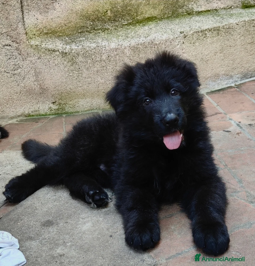 Pastore Tedesco cani in vendita: Pastore Tedesco Pelo Lungo - Annuncio 2