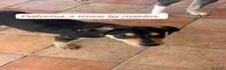 Meticcio cani in regalo: Cuccioli invisibili da salvare  a Provincia di Pistoia - Annuncio 9