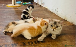 British gatti in vendita: 🐾 Cuccioli British Shorthair 🐾  a Provincia di Padova - Immagine 2