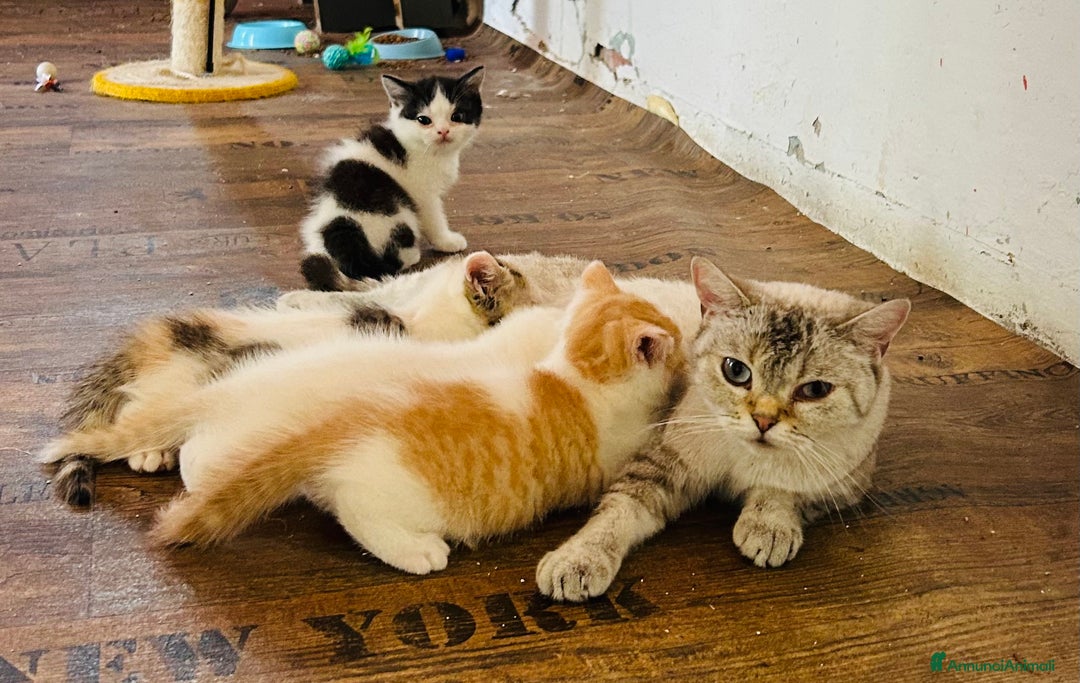 British gatti in vendita: 🐾 Cuccioli British Shorthair 🐾  a Provincia di Padova - Immagine 2