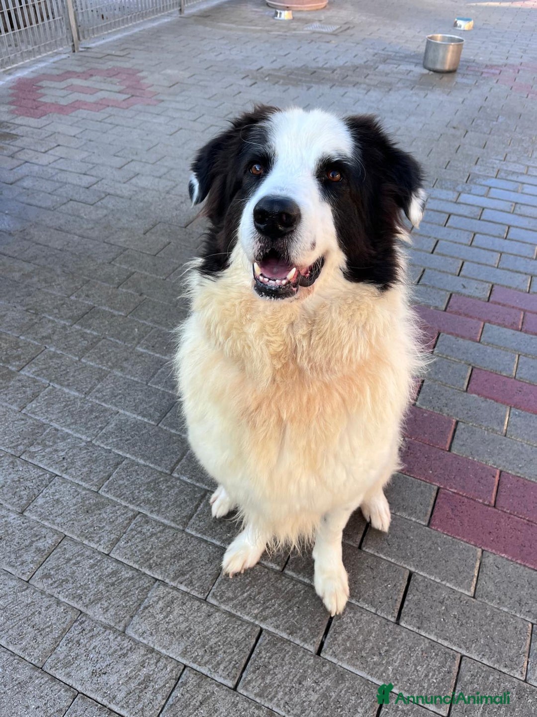 Meticcio cani in regalo: SIMBA MAREMMANO - Annuncio 12