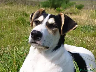 Meticcio cani Eros cerca casa - Annuncio 14