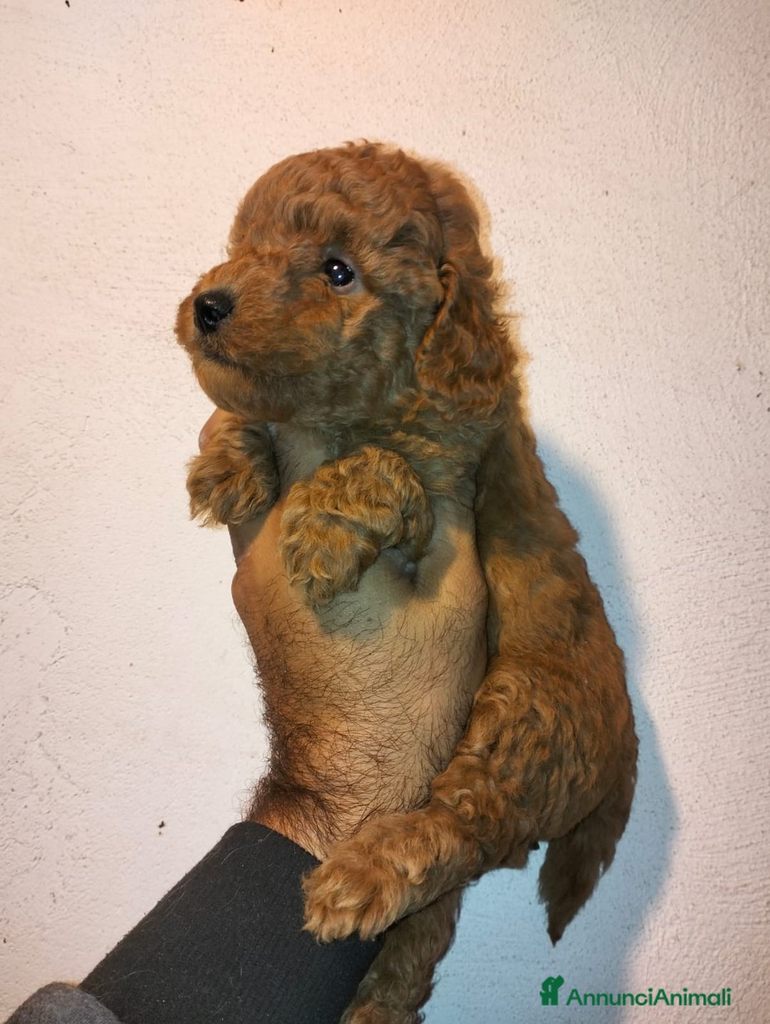 Barboncino Toy cani in vendita: Cuccioli di barboncini toy - Annuncio 2