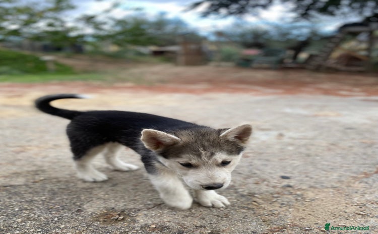 Husky cani a Libero consorzio comunale di Ragusa - Annuncio 3