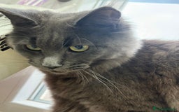 Maine Coon gatti in vendita: Maine Coon  a Provincia di Novara - Immagine 3