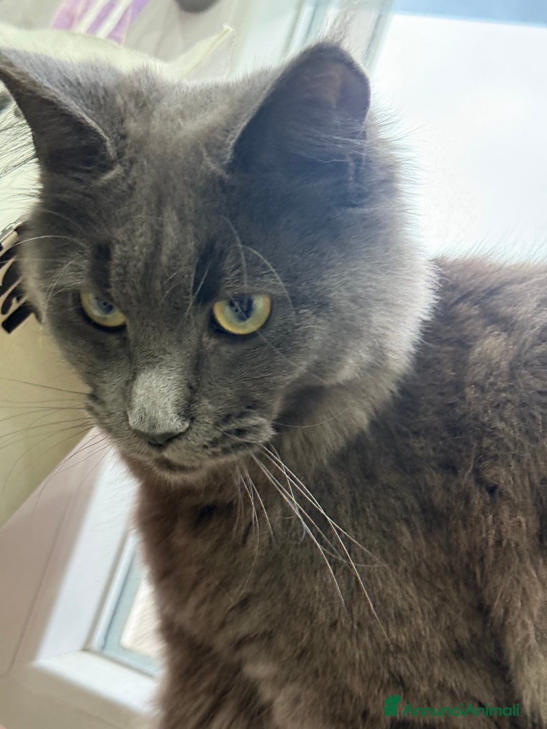Maine Coon gatti in vendita: Maine Coon  a Provincia di Novara - Immagine 3