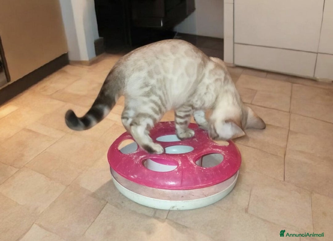 Bengala gatti in vendita: Cuccioli gatto Bengala  - Annuncio 7