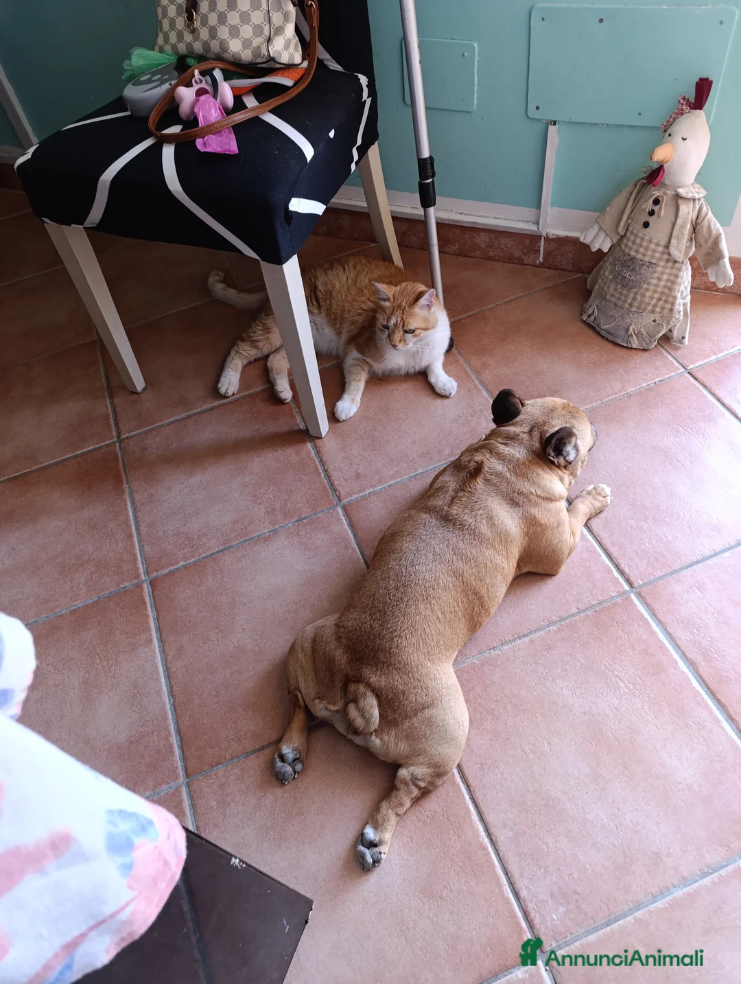 Altre razze gatti in regalo: Regalo Oscar - Annuncio 7