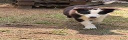 Border Collie cani in vendita: Cucciolo di Border Collie - Annuncio 4