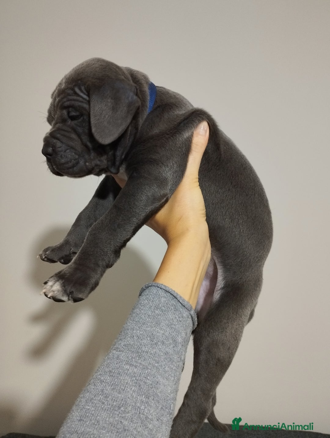 Cane Corso cani in vendita: Cuccioli Cane Corso grigi  - Annuncio 11