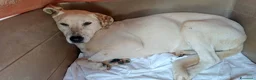 Meticcio cani in regalo: Lulù cagnolina meravigliosa - Annuncio 6