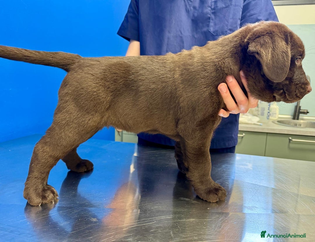 Labrador cani in vendita: Meraviglioso cucciolo di labrador chocolate puro a Città metropolitana di Palermo - Immagine 18