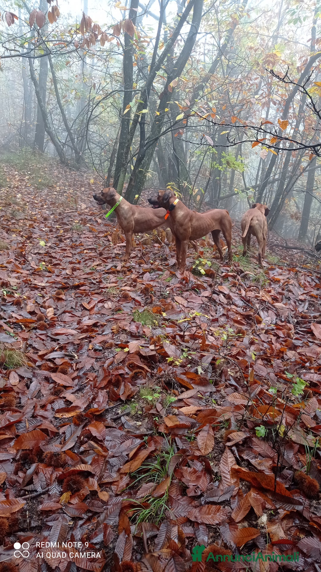 Rhodesian Ridgeback cani in vendita: Cuccioli Rhodesian Ridgeback  - Annuncio 5