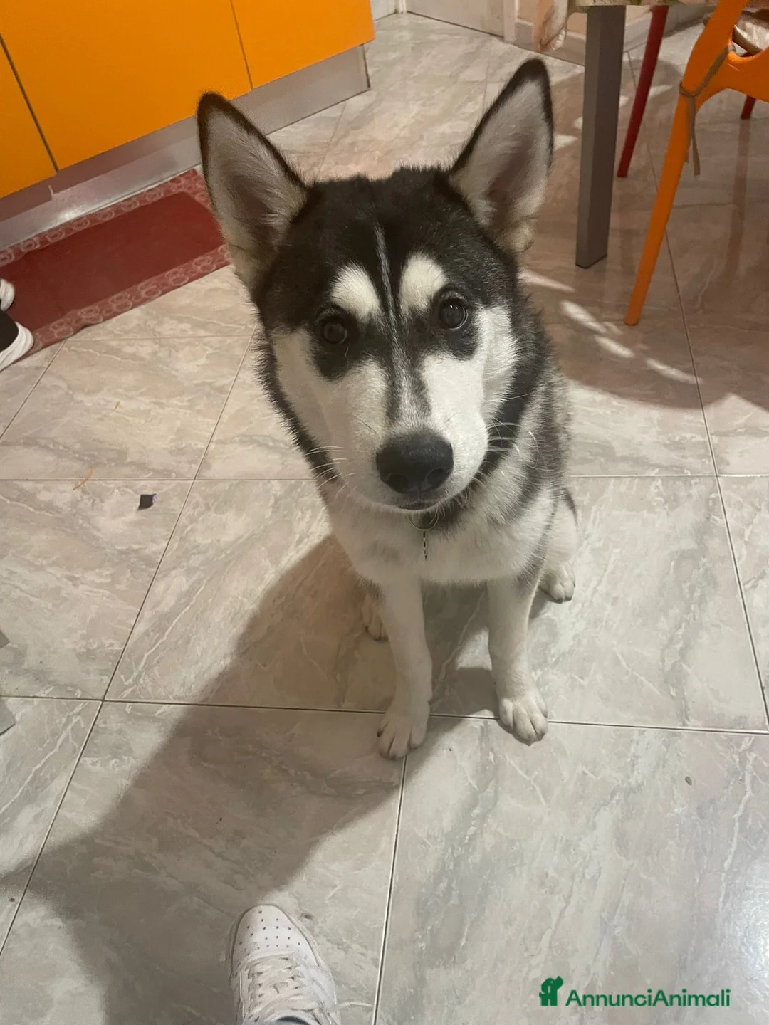 Husky cani in regalo: Cedo dolcissima husky - Annuncio 4