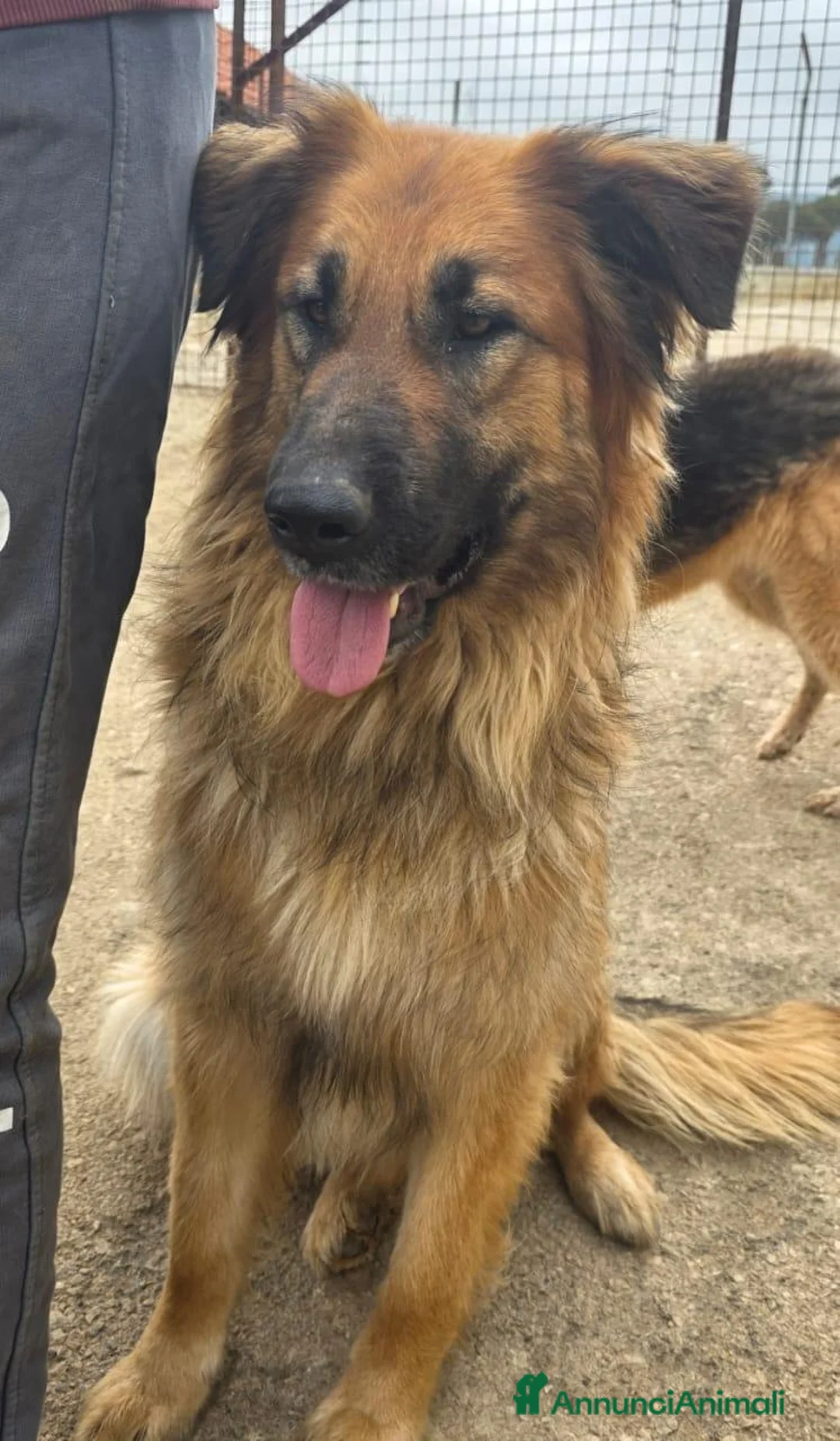 Meticcio cani in regalo: Panko,splendido simil pastore tedesco a pelo lungo - Annuncio 2