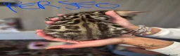 Bengala gatti in vendita: Cuccioli di Bengala a Provincia del Verbano-Cusio-Ossola - Annuncio 5