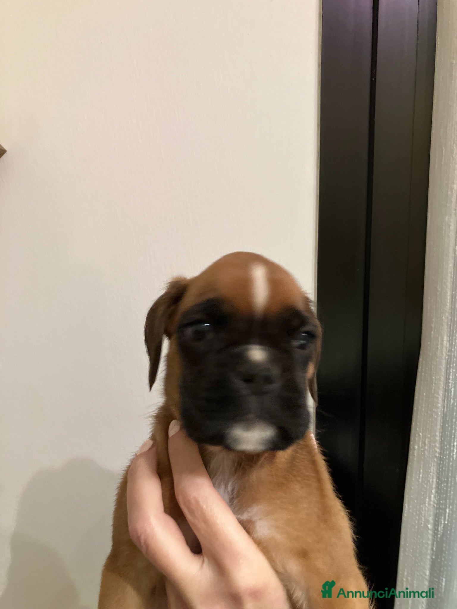 Boxer cani cuccioli di BOXER - Annuncio 1