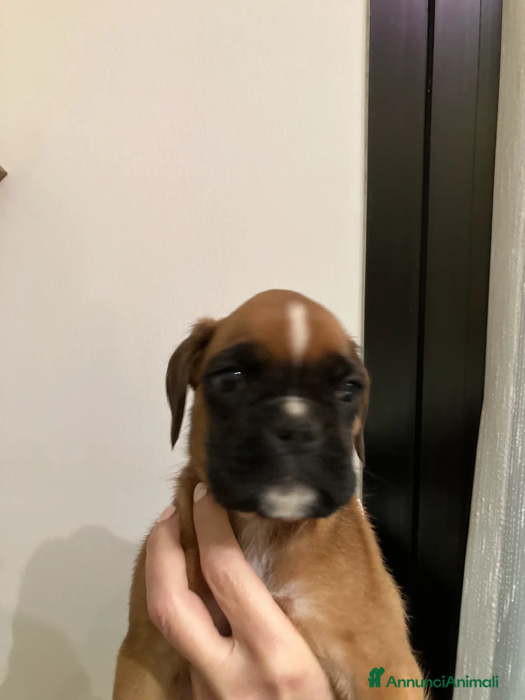 Boxer cani in vendita: cuccioli di BOXER a Provincia di Piacenza - Annuncio 1