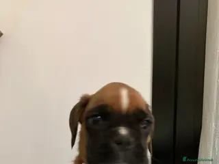 Boxer cani cuccioli di BOXER - Annuncio 1
